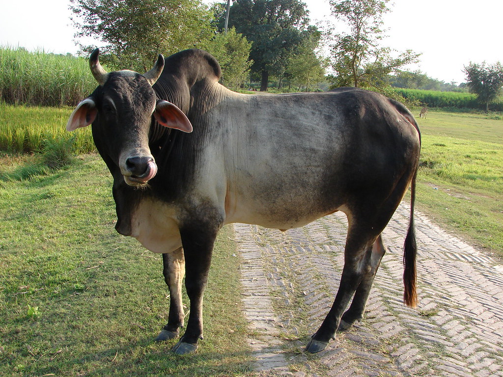 Anna Daan for Gaumata
