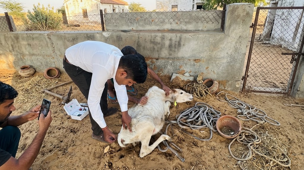 Aushadhi Seva with Urgent Medicines for Rescued & Injured Gaumata